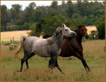 MALAKEH - Arab Brood Mare